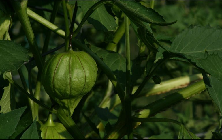 Tomatillo. Este vegetal es apreciado, en buena medida por las propiedades nutrimentales que tiene. Pixabay