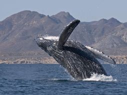 No todas las ANP son de acceso público así que antes de visitar alguna revisa su disponibilidad. EFE / ARCHIVO