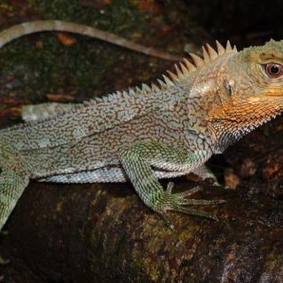 Descubren una nueva especie de lagartija en la selva central de Perú