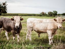 La vaca se ha vuelto viral en redes sociales. EL INFORMADOR/ ARCHIVO