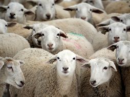 Las ovejas hacen las formas al seguir los granos para alimentarse. AP/ARCHIVO