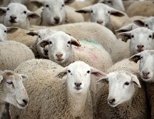 Las ovejas hacen las formas al seguir los granos para alimentarse. AP/ARCHIVO