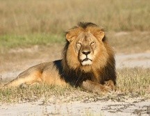 Un policía disparó contra el león al ver que continuaba acechando en una zona residencial. AP/ARCHIVO