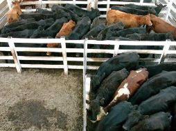 Luego de la medida oficial adoptada en mayo, en junio se anunció la reapertura paulatina de exportaciones con un sistema de cupos. EFE/ARCHIVO