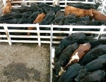 Luego de la medida oficial adoptada en mayo, en junio se anunció la reapertura paulatina de exportaciones con un sistema de cupos. EFE/ARCHIVO