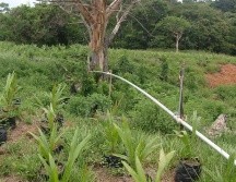 Los daños para la agroindustria jalisciense serían severos si no se controla la propagación del insecto. NTX/ARCHIVO