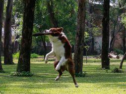 El gobierno de Reino Unido recientemente implementó nuevos estándares para combatir el contrabando de cachorros. EL INFORMADOR/ARCHIVO