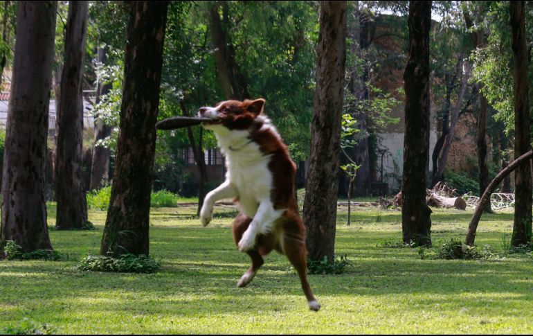 El gobierno de Reino Unido recientemente implementó nuevos estándares para combatir el contrabando de cachorros. EL INFORMADOR/ARCHIVO
