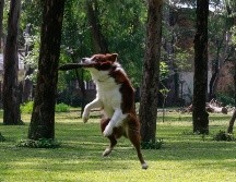 El gobierno de Reino Unido recientemente implementó nuevos estándares para combatir el contrabando de cachorros. EL INFORMADOR/ARCHIVO