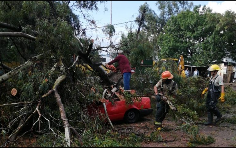 Un árbol cayó sobre un Nissan Tsuru en color rojo, en Tlaquepaque. Los tres pasajeros fueron rescatados por bomberos municipales con lesiones leves. ESPECIAL