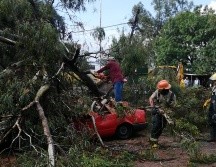 Un árbol cayó sobre un Nissan Tsuru en color rojo, en Tlaquepaque. Los tres pasajeros fueron rescatados por bomberos municipales con lesiones leves. ESPECIAL