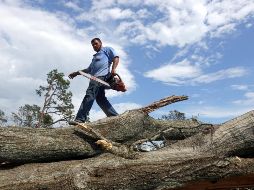 La tala desmesurada de árboles es más dañina para los bosques que el cambio climático; se suman también la agricultura y la ganadería. AFP/S. Olson