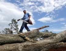 La tala desmesurada de árboles es más dañina para los bosques que el cambio climático; se suman también la agricultura y la ganadería. AFP/S. Olson