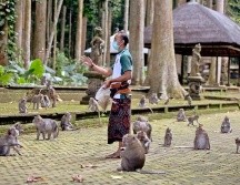 Los habitantes temen que los animales se vuelvan salvajes y violentos en su intento por conseguir alimentos. AP/F. Lisnawati
