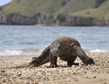 El dragón o monstruo de Komodo es un saurio que puede llegar a medir tres metros y pesar 90 kg. Apenas sobreviven unos mil 400 ejemplares en las costas de Indonesia. AFP 7 ARCHIVO