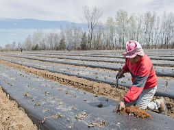 Fuerza Laboral. Un trabajador de origen mexicano laborando en una plantación agrícola en EU. AP