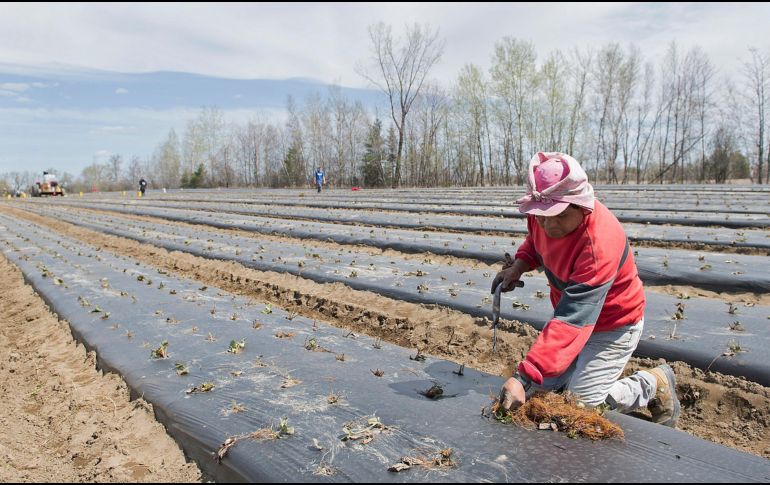 Fuerza Laboral. Un trabajador de origen mexicano laborando en una plantación agrícola en EU. AP