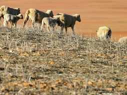 Se han registrado más de 10 mil desastres impulsados por el calentamiento global entre 1970 y 2019. EFE/ARCHIVO