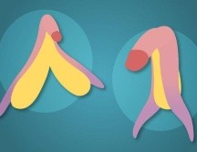 A la izquierda el clítoris, a la derecha el pene. GETTY IMAGES