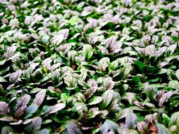 Este conocimiento ancestral se ha conseguido mediante prueba y error por los pueblos indígenas. NTX/ARCHIVO