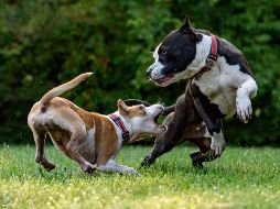 Pitbull Terrier es una de las razas de perro peligrosas. ESPECIAL/Photo by David Taffet on Unsplash.