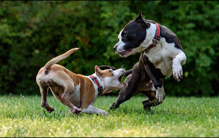Pitbull Terrier es una de las razas de perro peligrosas. ESPECIAL/Photo by David Taffet on Unsplash.