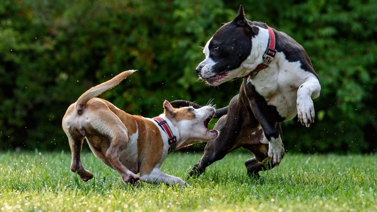 son los pit bulls el perro mas fuerte