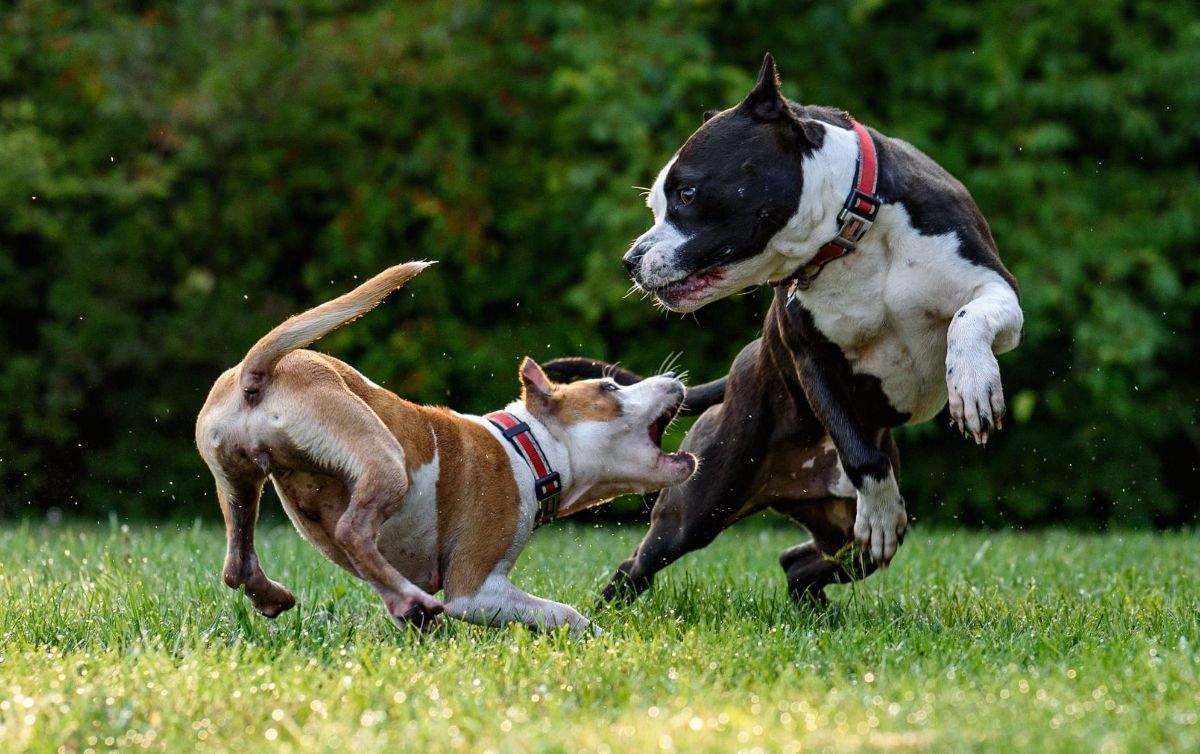 los pitbulls son malos con otros perros