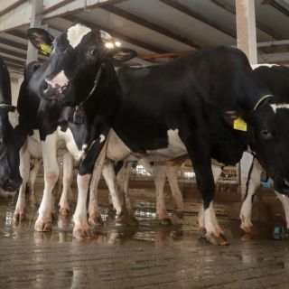 Detectan un caso de "vacas locas" en Inglaterra