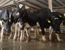 La capacidad del país para exportar carne de vacuno no se verá afectada. AFP/Archivo