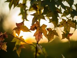 También conocido como equinoccio de septiembre, marca el ingreso del otoño en el Hemisferio Norte y la primavera en el Hemisferio Sur. EL INFORMADOR / ARCHIVO