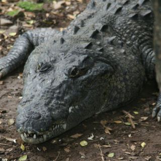 ¡Increíble! Mujer de 74 años salva a su perro arrojándose sobre un caimán de 1.80 metros