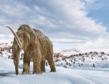 Los mamuts lanudos se extinguieron hace milenios, pero la ingeniería genética podría traerlos de vuelta a la Tierra. GETTY IMAGES