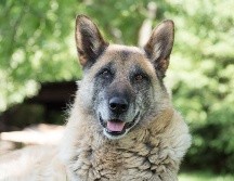 Si tu mascota está en etapa senior requiere nuevos cuidados / Especial: Photo by Kanashi on Unsplash