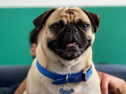 10 cuentas de perros que debes seguir en Instagram