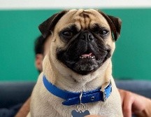 10 cuentas de perros que debes seguir en Instagram