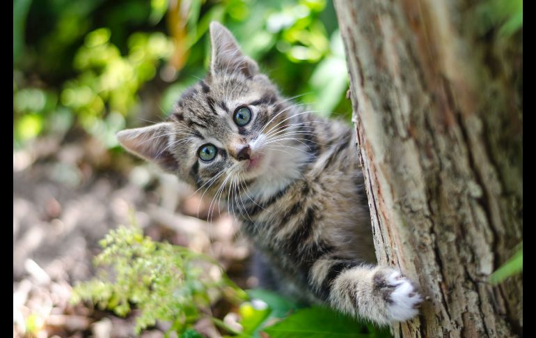 Hay muchos sitios con apertura para recibir a tus mascotas / Especial: Photo by Koen Eijkelenboom on Unsplash