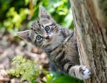 Hay muchos sitios con apertura para recibir a tus mascotas / Especial: Photo by Koen Eijkelenboom on Unsplash