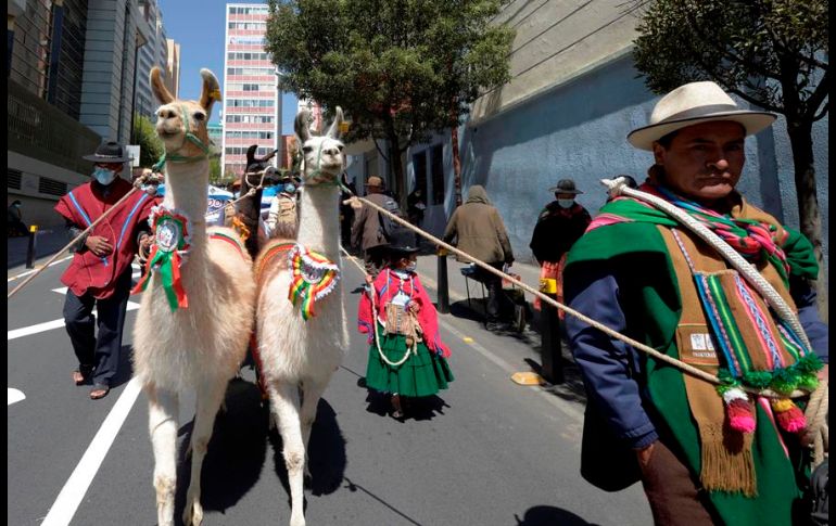La crianza de camélidos como llamas, alpacas y vicuñas en Bolivia busca entrar en la 