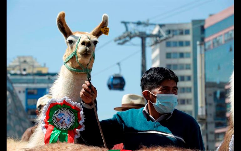 La crianza de camélidos como llamas, alpacas y vicuñas en Bolivia busca entrar en la 