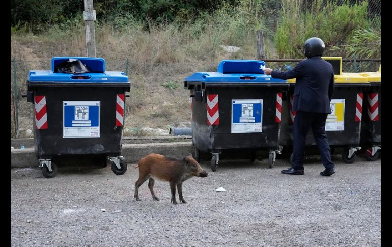 Las autoridades de la región de Lazio, que rodea a Roma, estiman que hay entre cinco mil y seis mil jabalíes en parques municipales. AP/G. Borgia