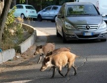 Las autoridades de la región de Lazio, que rodea a Roma, estiman que hay entre cinco mil y seis mil jabalíes en parques municipales. AP/G. Borgia