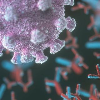 Coronavirus: ¿qué son los autoanticuerpos y qué tienen que ver con la covid-19 grave?