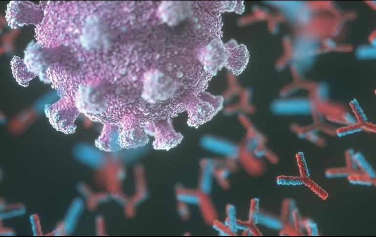 Los anticuerpos son clave para combatir los virus, pero a veces se vuelven 