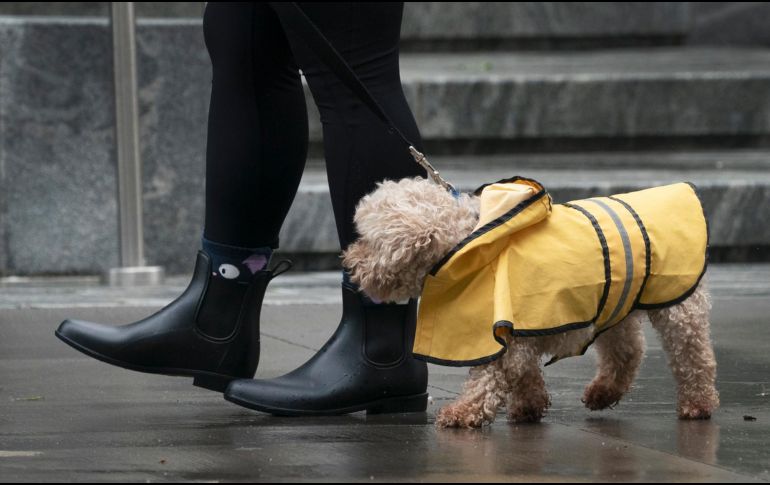 La ley de protección de animales en Corea del Sur busca, sobre todo, prohibir la matanza cruel de perros y gatos, pero no prohíbe su consumo. AP / ARCHIVO