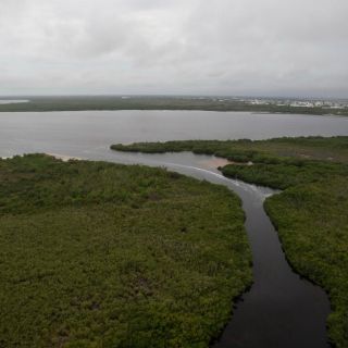 Organismos denuncian destrucción de manglares en Holbox