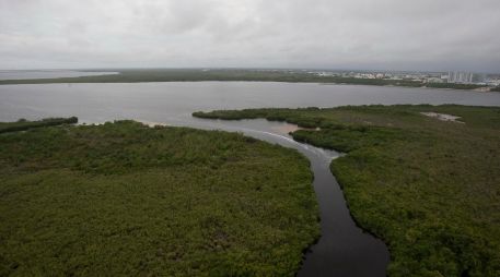 La tala ilícita de estos mangles se realiza con el fin de utilizar los terrenos para fines inmobiliarios, ya sea para la construcción de hoteles, casas, cuarterías o negocios. NTX/ARCHIVO