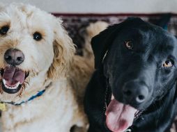 UNSPLASH/ JAY WENNINGTON