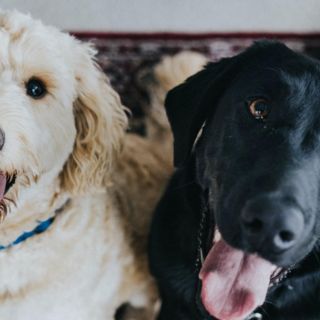 10 datos que no conocías sobre los perros