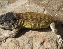 Representa un valioso aporte de las áreas naturales protegidas del Perú. ESPECIAL/Gobierno de Perú